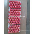 Pome type product variety fuji and fresh fruit apple fruit